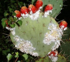 cochineal infesting a cactus