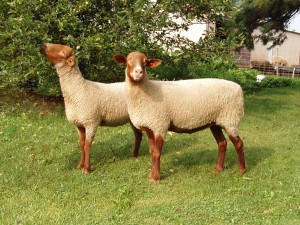 tunis sheep 1