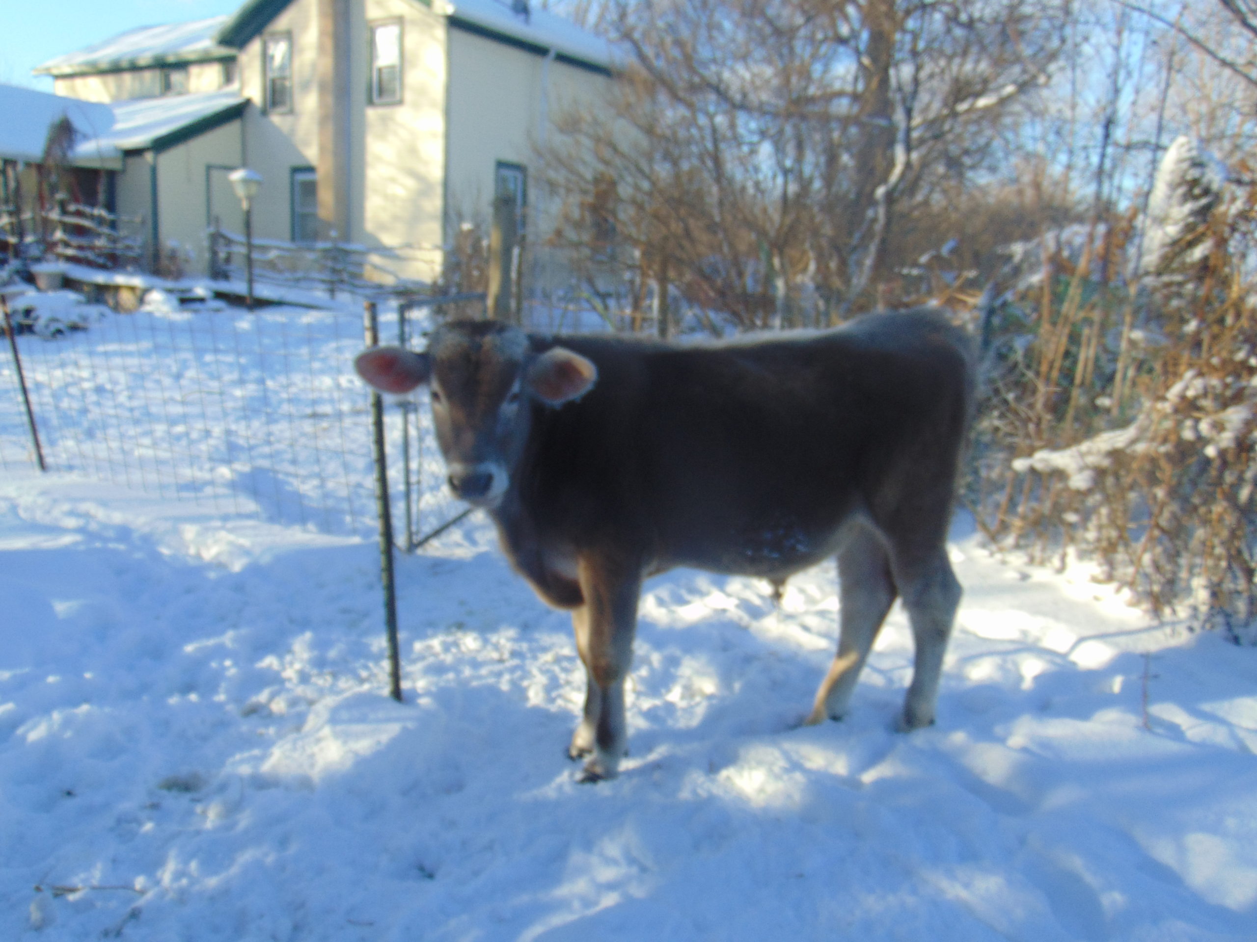 Boris standing in barn yard